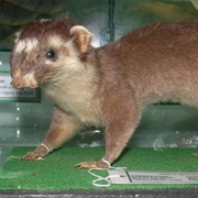 Bornean Ferret-Badger