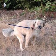 Not Picking Up After Their Dog