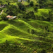 Nuwara Eliya