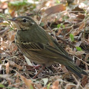 Olive-Backed Pipit