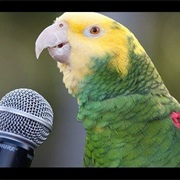 Talk to a Parrot