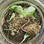 Earthworm Observation Station