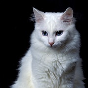Turkish Angora