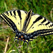 Two-Tailed Swallowtail