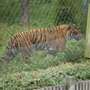 Company- Justin Bieber