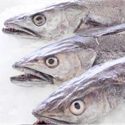 Hake
