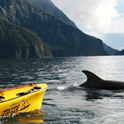 Kayak Milford Sounds