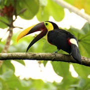 Wildlife-Watching in Panama