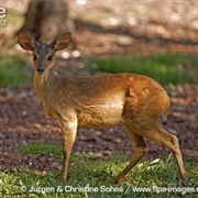 Red Brocket