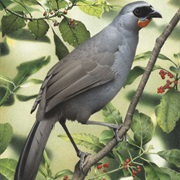South Island Kokako (Possibly Extinct)