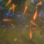Goldfish
