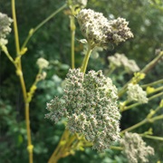 Moon Carrot (Seseli Libanotis)