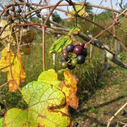Vitis Ficifolia