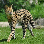 Serval
