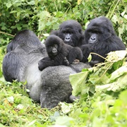 Virunga National Park