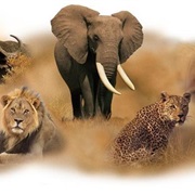 Find the Big Five