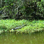 Bayou Segnette State Park, Louisiana