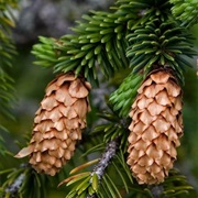 Sitka Spruce