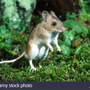 Forest Mouse
