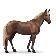 Australian Pony - Flaxen Liver Chestnut