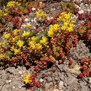 Spreading Stonecrop (Sedum Divergens)