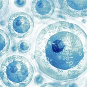 Stem Cells