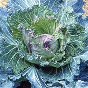 Braganza Cabbage