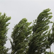 The Sound of Wind Whipping Through the Trees