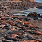 Piedras Blancas Elephant Seal Rookery