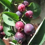Serviceberry