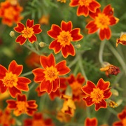 Signet Marigold (Tagetes Tenuifolia)
