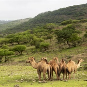 Dhofar, Oman