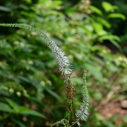 Sibirian Veronicastrum (Veronicastrum Sibiricum)