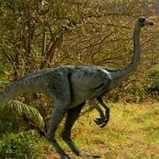 Ornithimimus