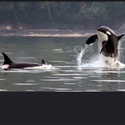 San Juan Islands, WA, USA