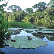 Amacayacu National Park, Colombia