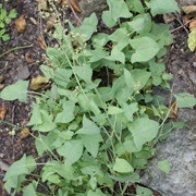 French Sorrel (Rumex Scutatus)