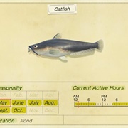 Catfish