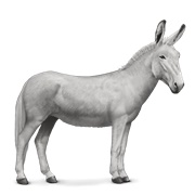 Donkey - White