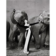 Dovima With Elephants - Richard Aveon