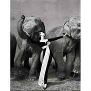 Dovima With Elephants - Richard Aveon