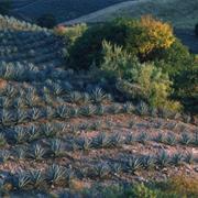 Agave Landscape and Ancient Industrial Facilities of Tequila