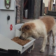 Build a Stray Dog Feeding Station