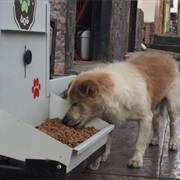 Build a Stray Dog Feeding Station