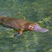 Benarkin National Park (QLD)