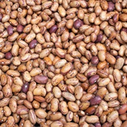 Alavese Pinto Bean / Alubia Pinta Alavesa