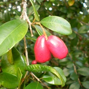 Brush Cherry (Syzygium Australe)