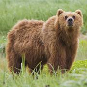Kodiak Bear