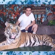 Pet a Tiger in Asia