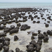 Hamelin Pool Marine Nature Reserve